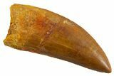 Serrated Carcharodontosaurus Tooth - Huge Dinosaur Tooth #314863-1